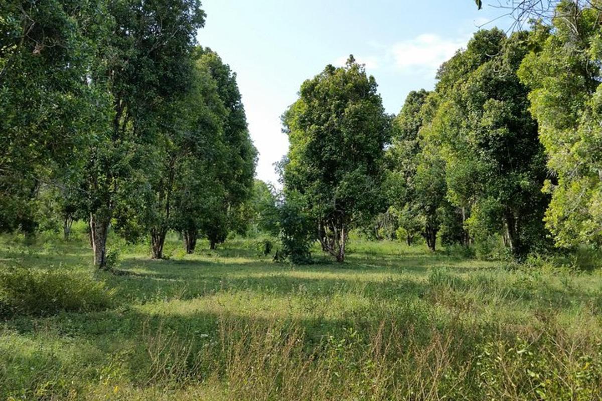 um campo de grama com árvores ao fundo