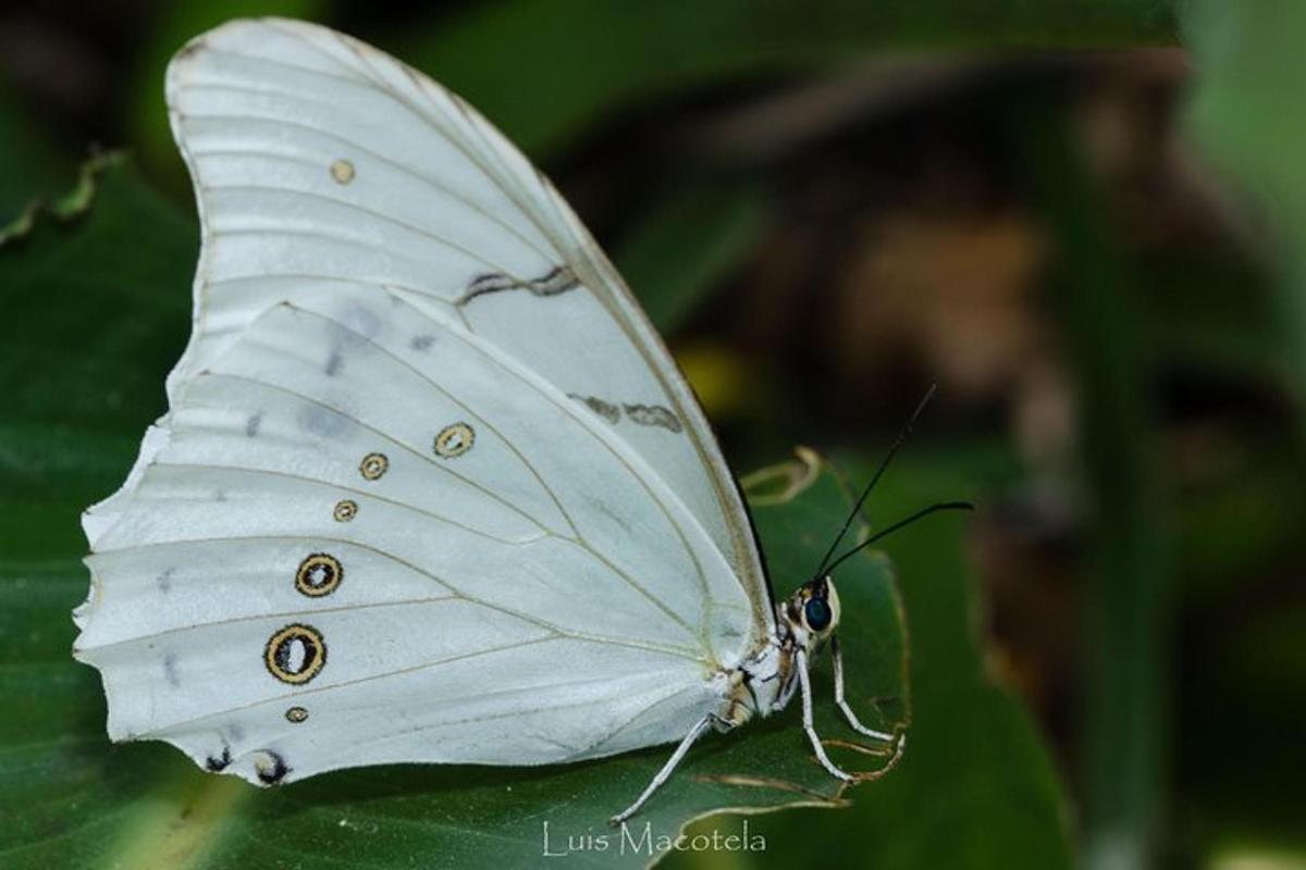 a white butterfly sitting on a green leaf