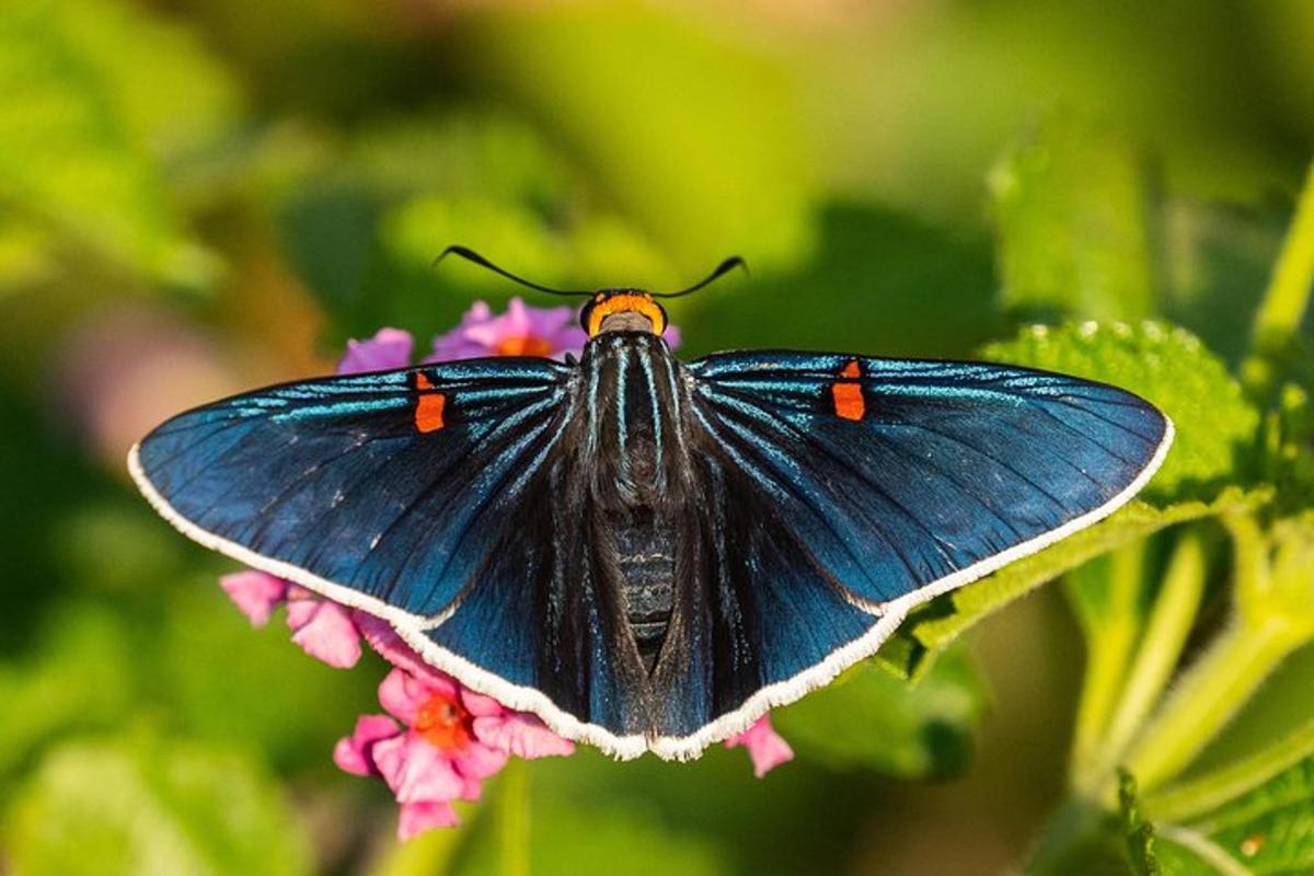 a blue butterfly sitting on a pink flower