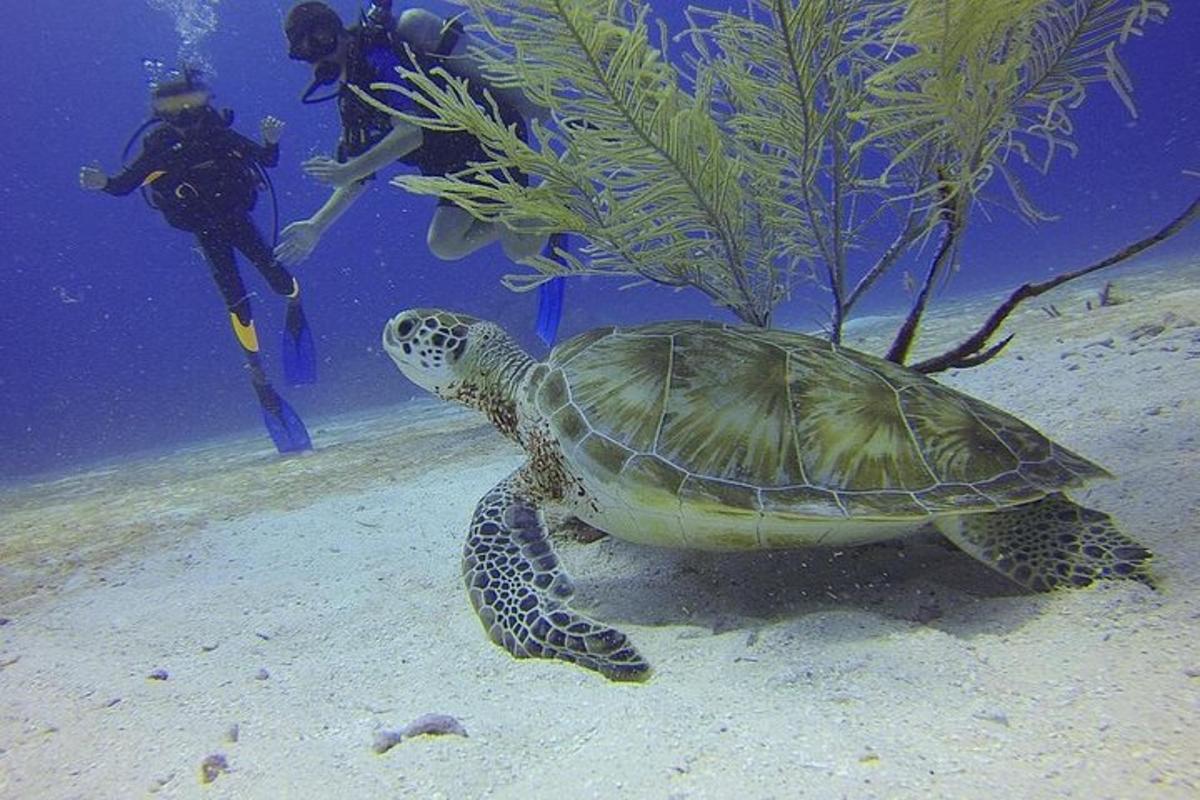 a green turtle swimming in the water with a diver