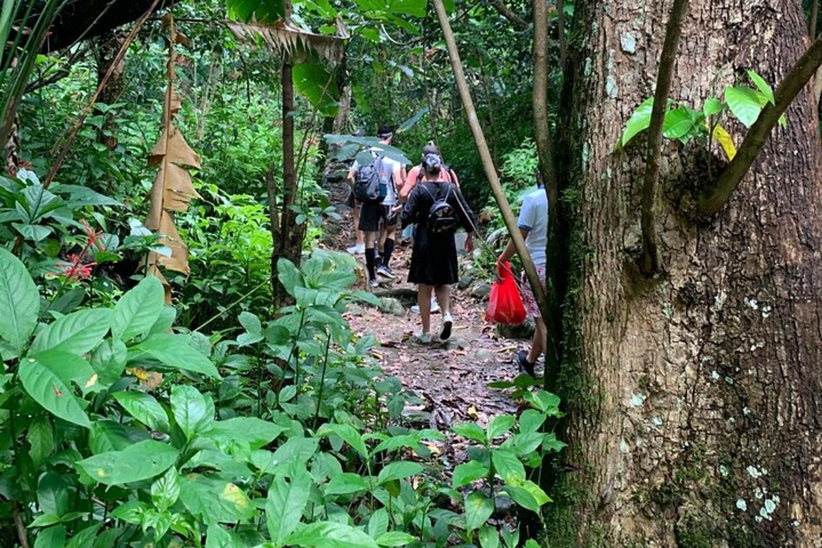 a group of people walking on a trail in the forest