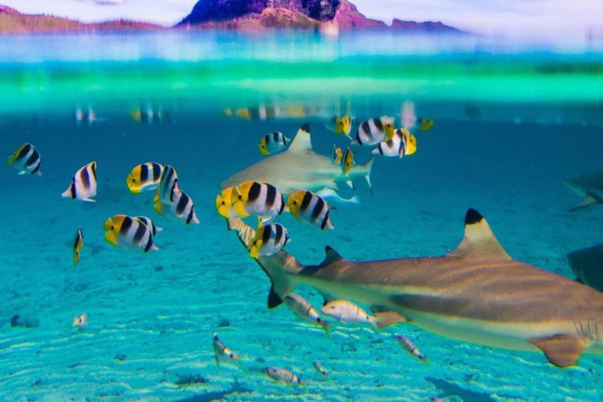 a group of fish swimming in the ocean