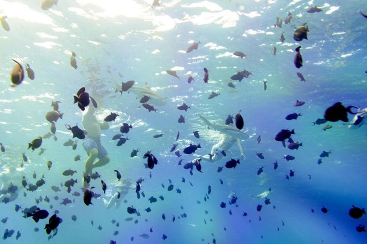 a group of fish swimming in the water