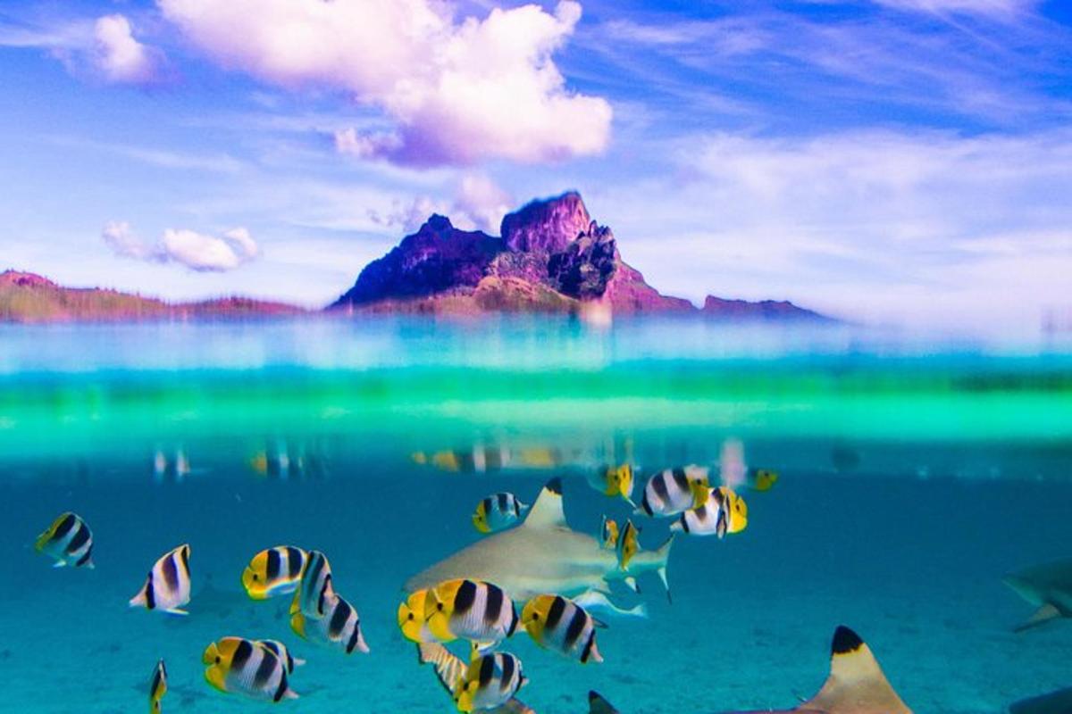 a group of fish swimming in a body of water