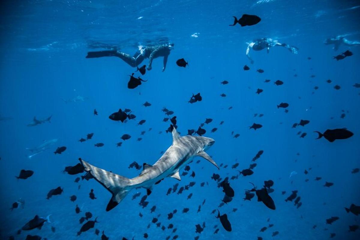 a whale shark swimming in the ocean with a group of fish