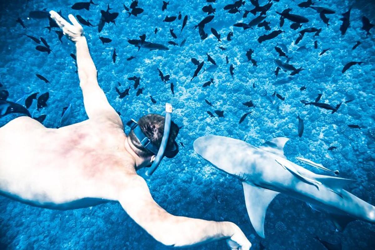 a person swimming with a whale shark in the ocean