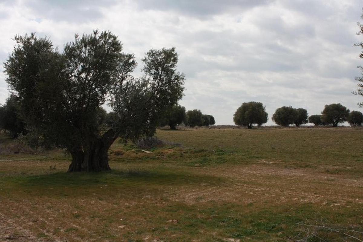 a tree sitting in the middle of a field