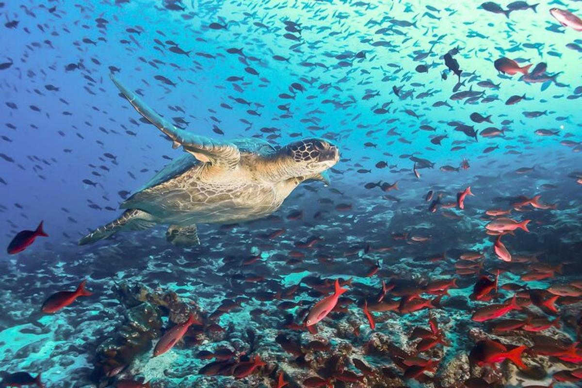 una tartaruga che nuota nell'oceano con un banco di pesci