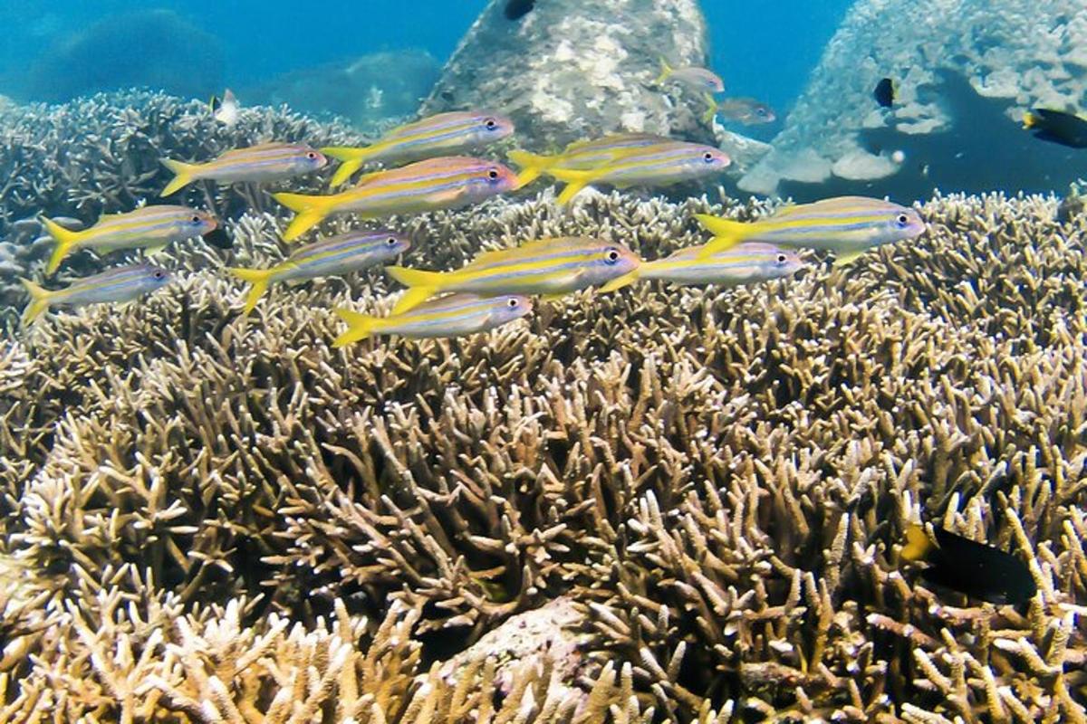 un gruppo di pesci che nuotano su una barriera corallina
