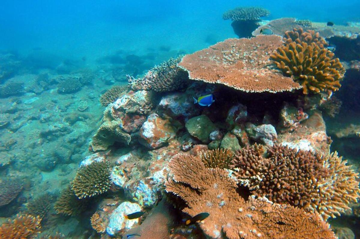 un escull de corall amb peixos a l'oceà