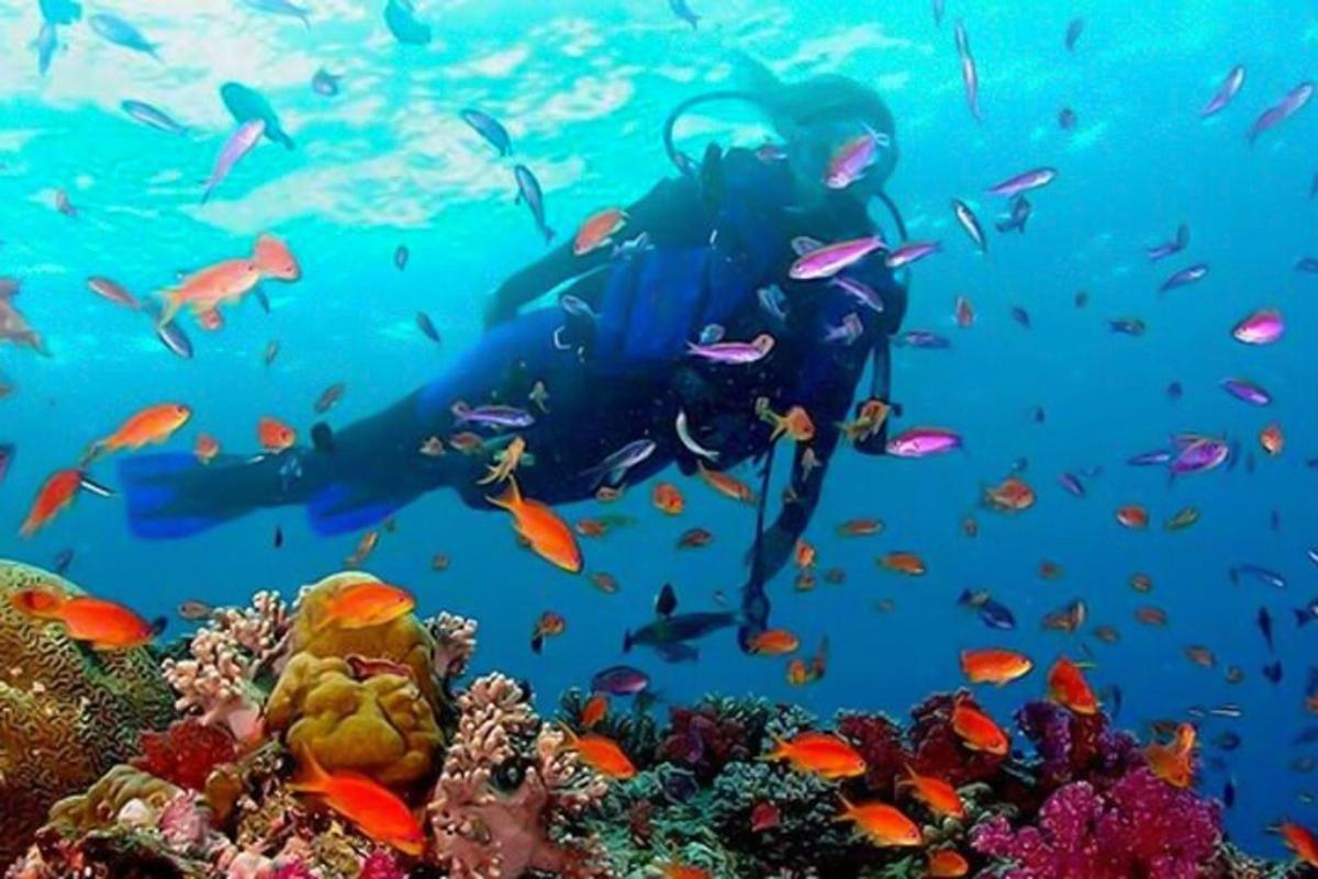 một nhóm người đang bơi qua một rạn san hô