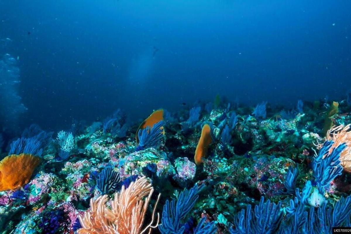 un récif de corail coloré avec des poissons dans l'océan