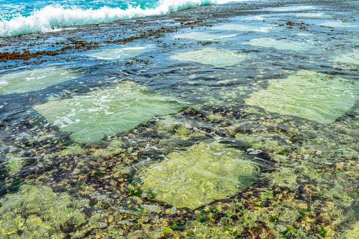 μια παραλία γεμάτη νερό με φύκια και κύματα