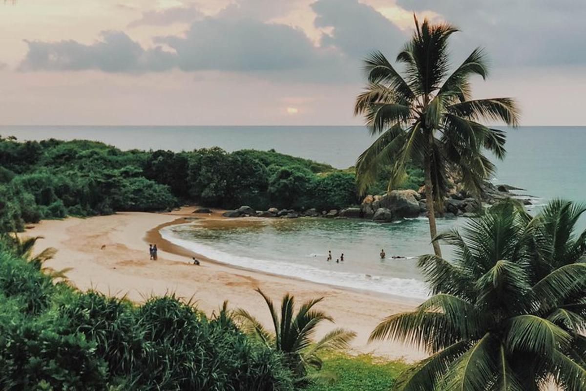 uma praia com uma palmeira e pessoas na água