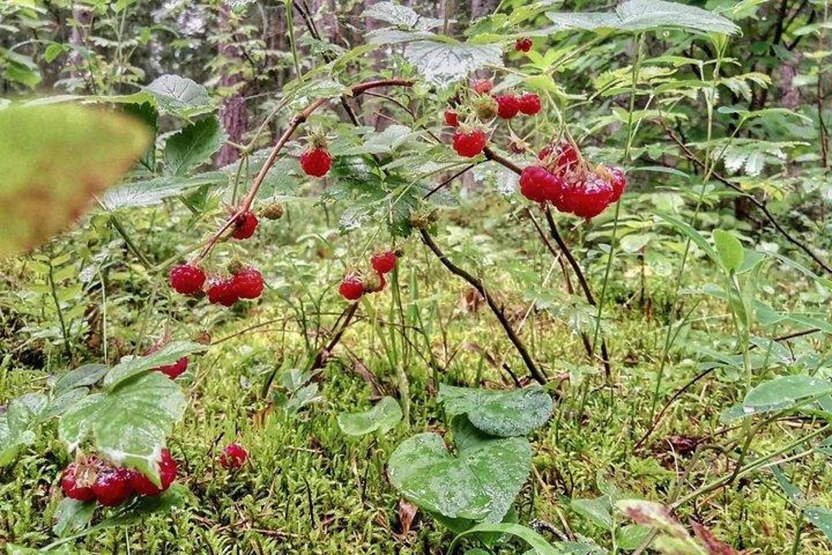 a bunch of red berries on a plant in the grass