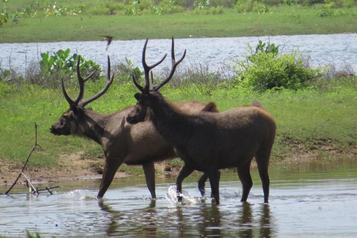 twee elanden die in het water van een rivier staan