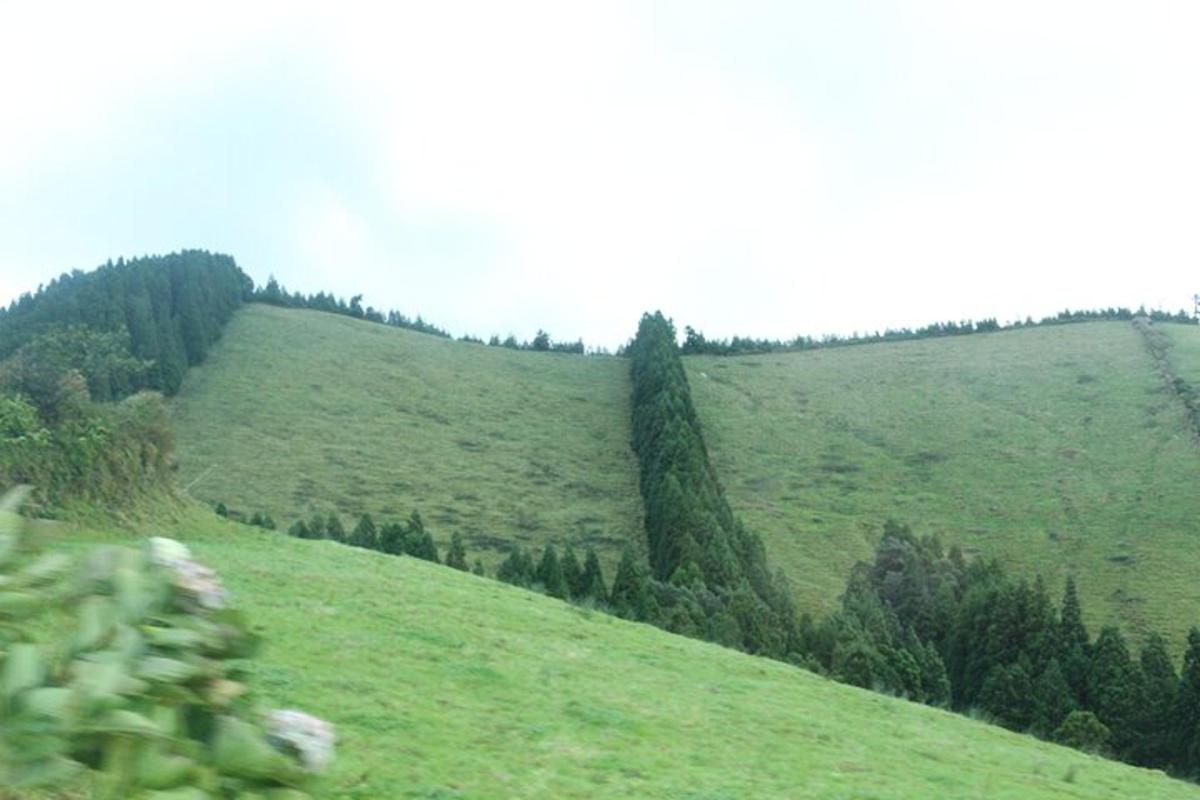 un turó verd amb arbres al costat d'un camp