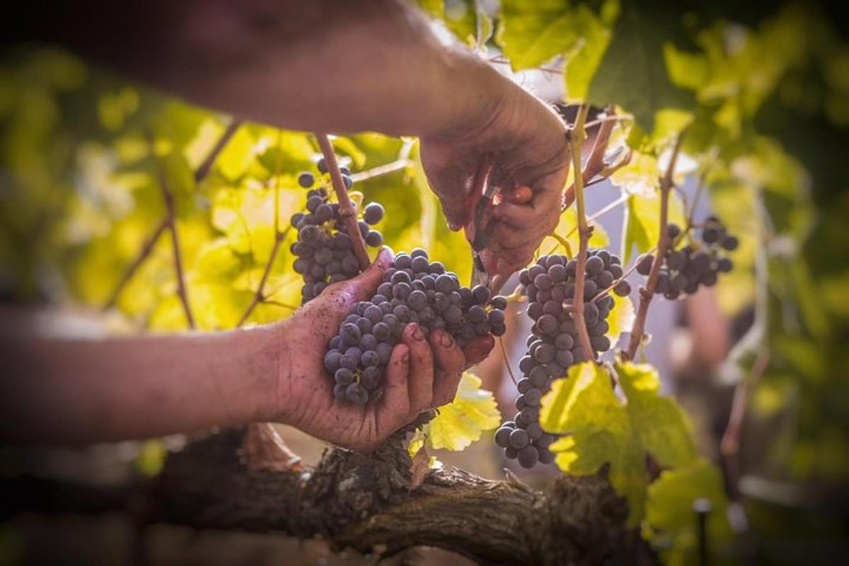 a person holding a bunch of grapes on a branch