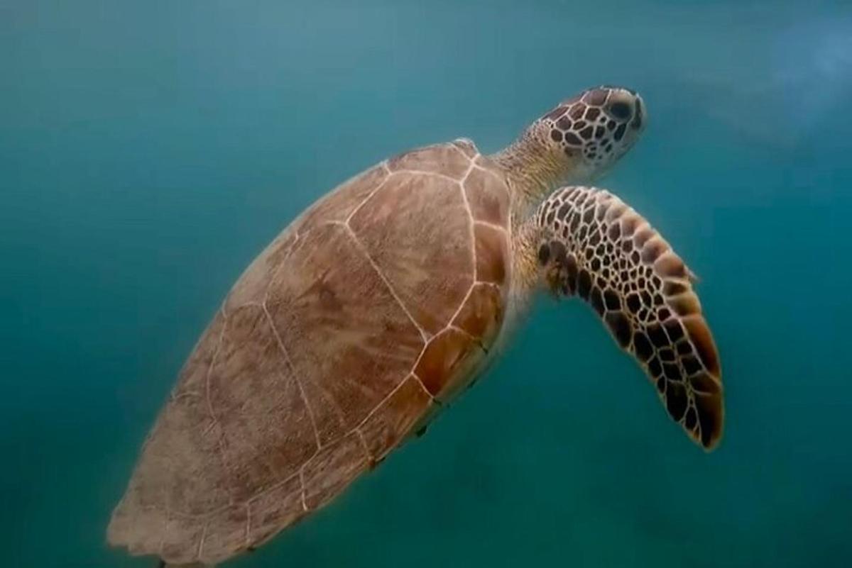 a green sea turtle swimming in the water