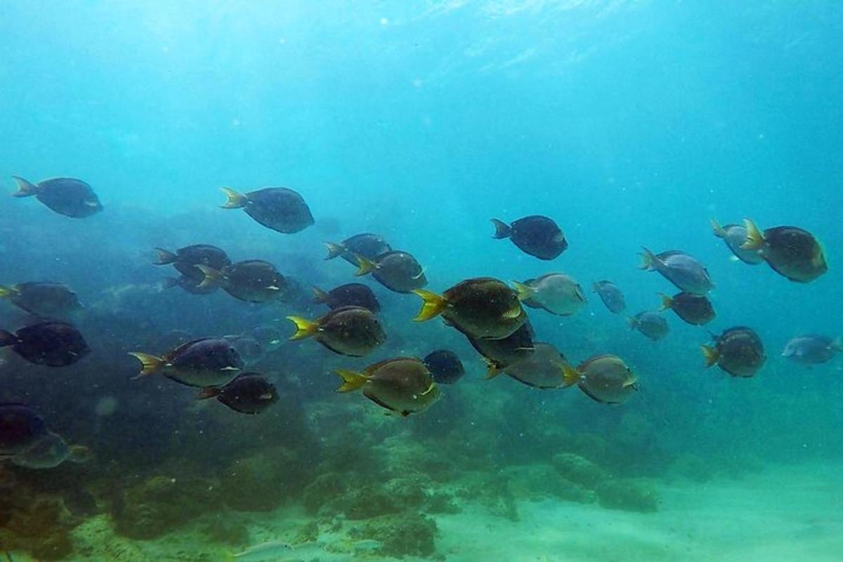a group of fish swimming in the water
