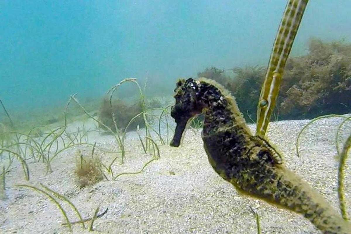 a seahorse sitting on the sand in the ocean