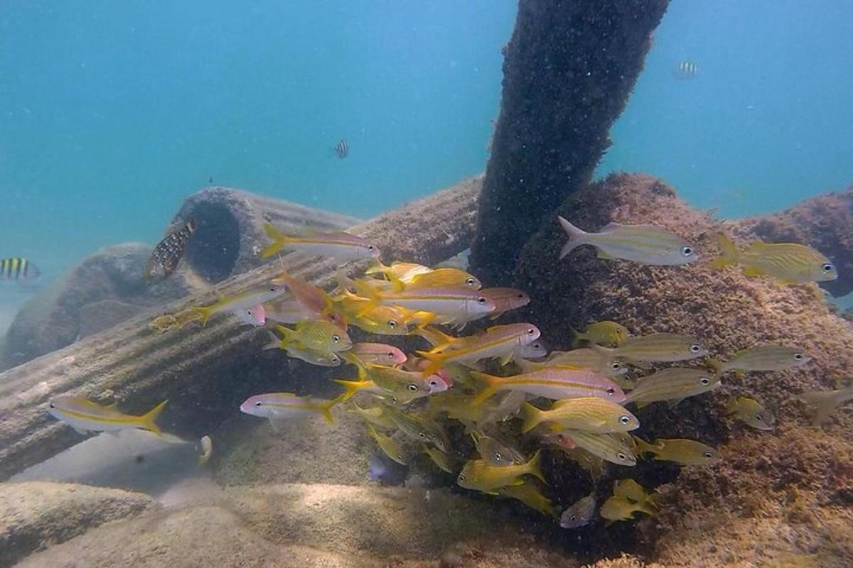 a group of fish on a reef in the ocean
