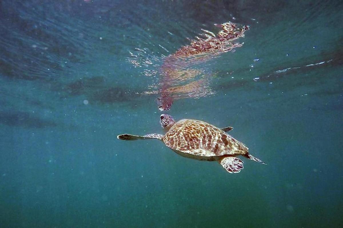a green sea turtle swimming in the water
