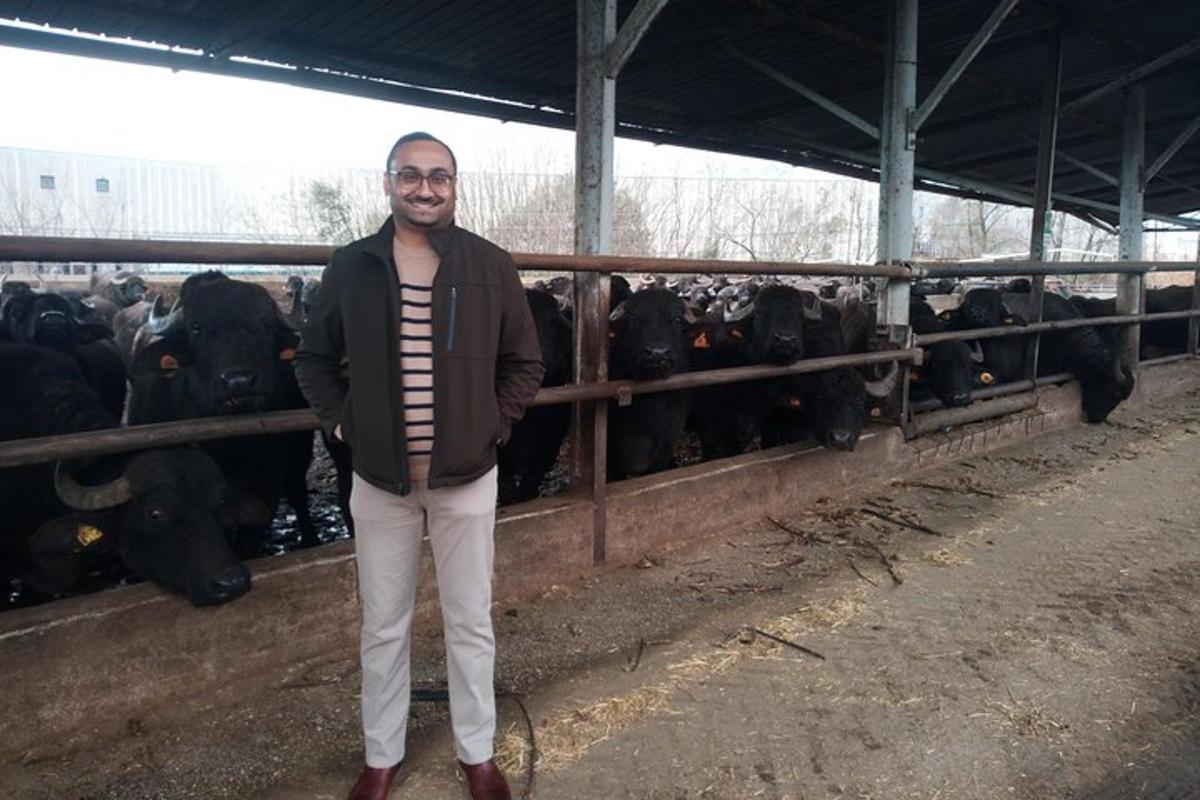 egy férfi egy tehéncsord előtt áll