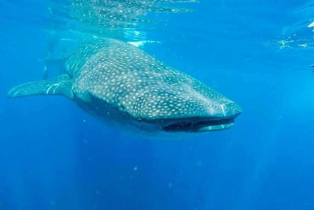 a whale shark swimming in the water
