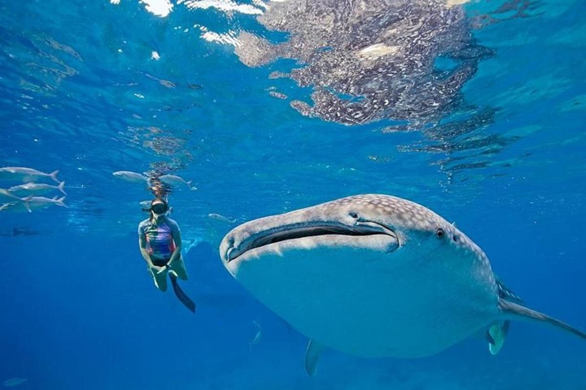 un delfino nell'oceano con una persona in acqua