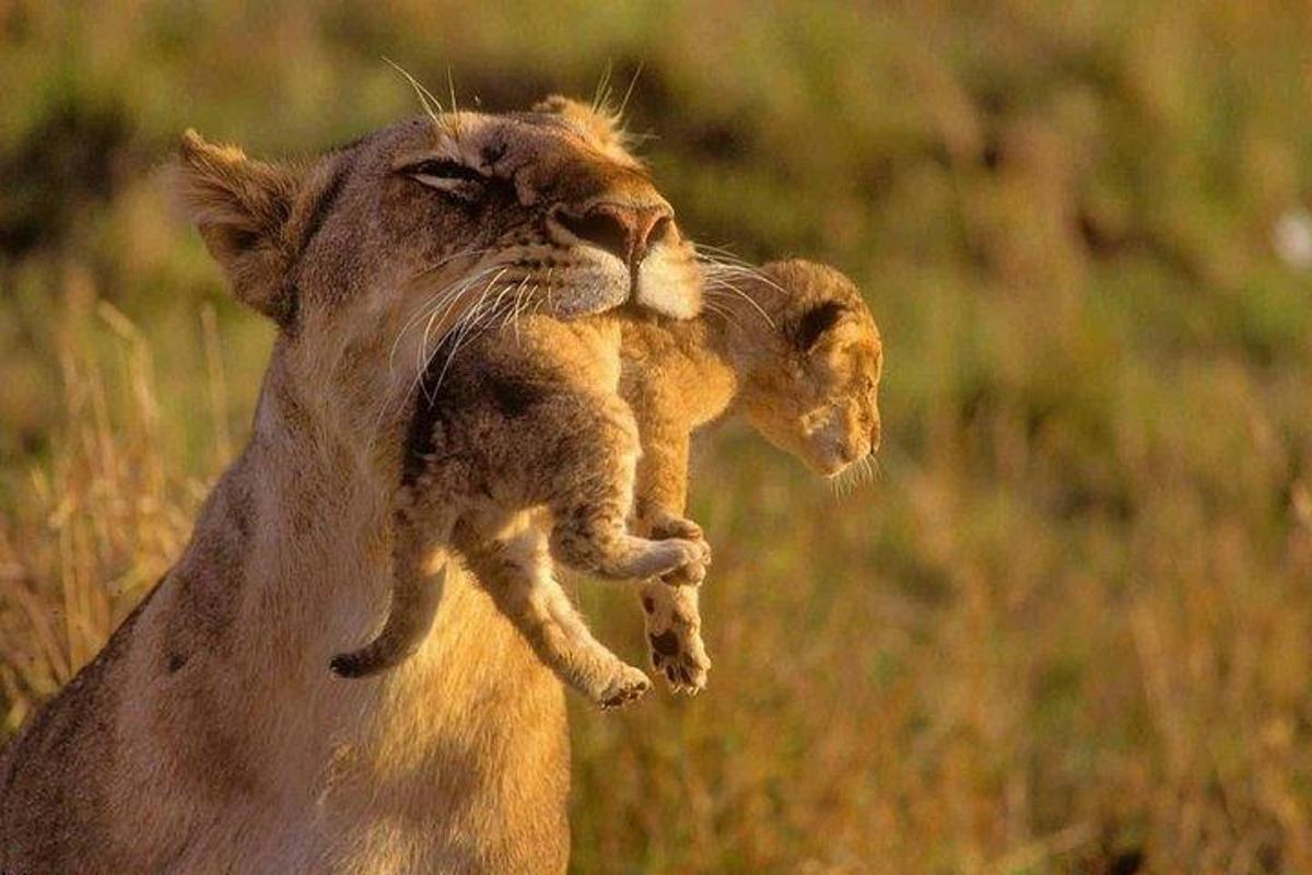 a lion holding a baby lion cub in its mouth