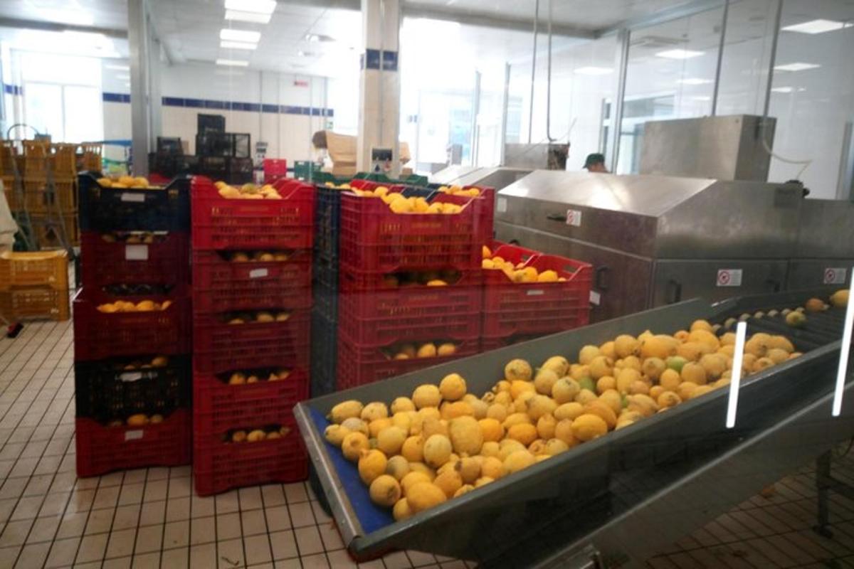 одељак продавнице са поморанџама и другим воћем