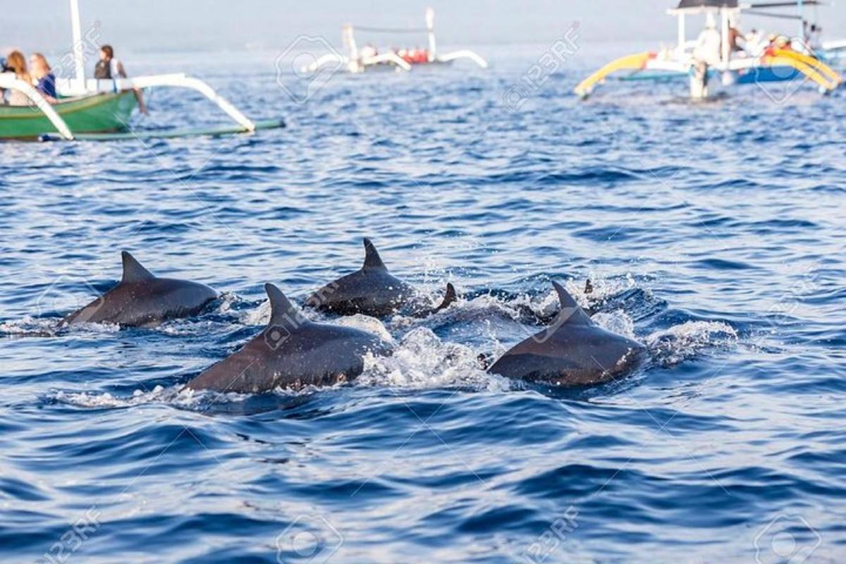 un grup de dofins nedant a l'aigua
