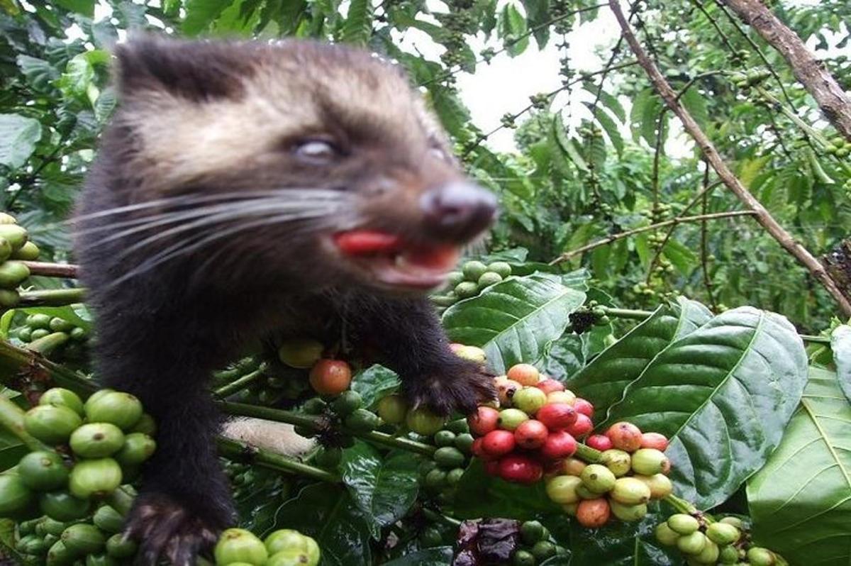 un petit animal està dret sobre un manat de fruita