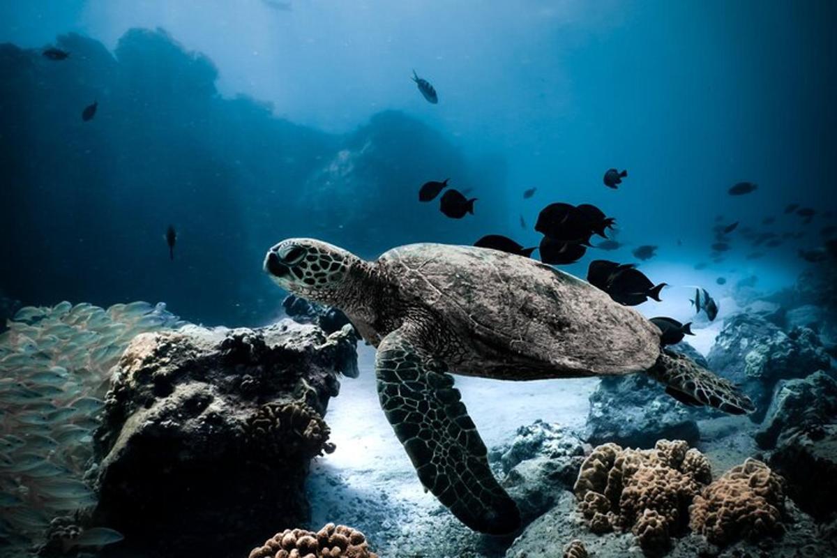 eine grüne Meeresschildkröte, die im Ozean schwimmt