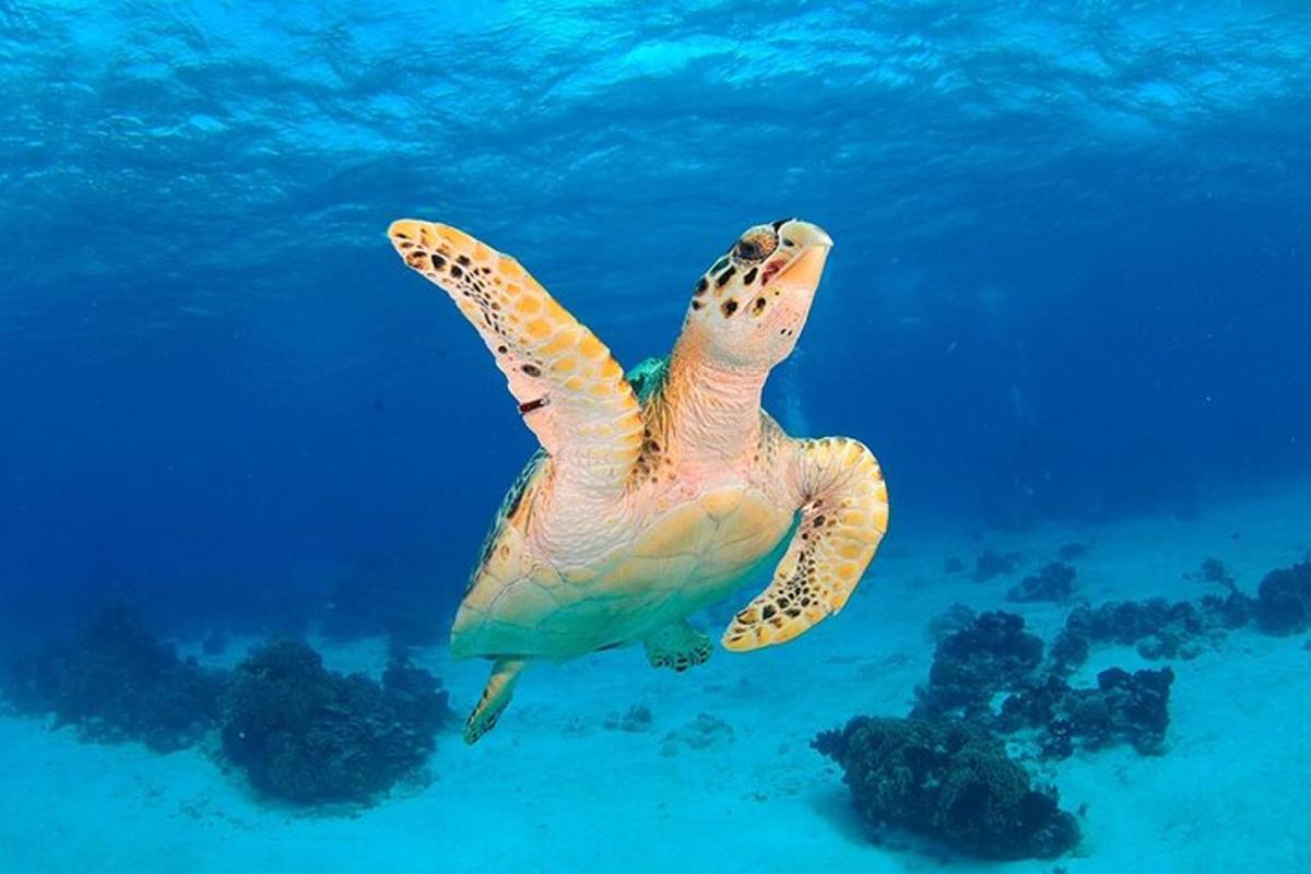 a green sea turtle swimming in the water