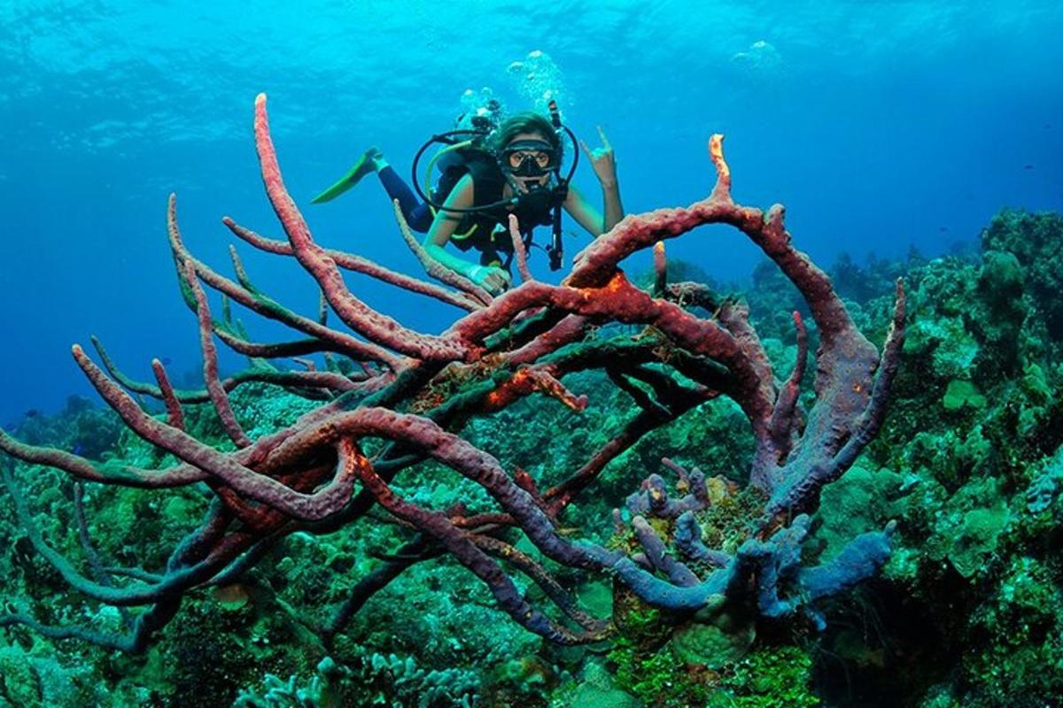una persona a l'oceà al costat d'un gran tros de corall