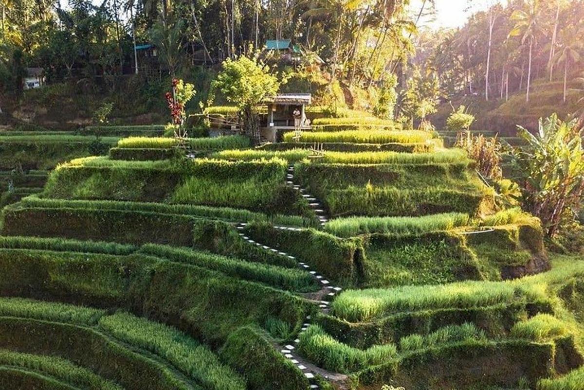 a maze of hedges with a building in the middle