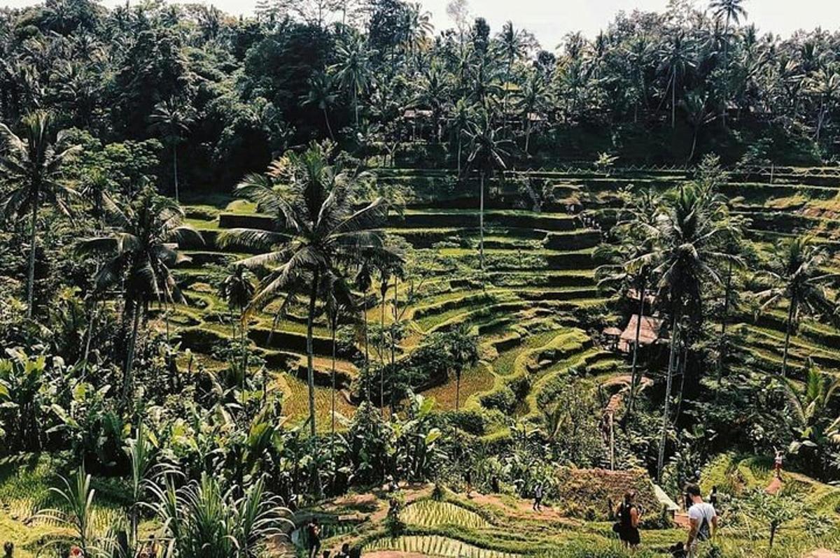 a field with palm trees and people standing in it