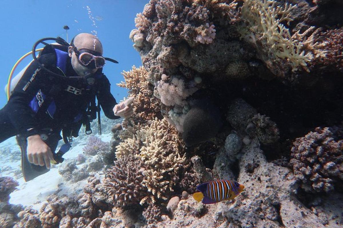 una persona a l'oceà mirant un escull de corall