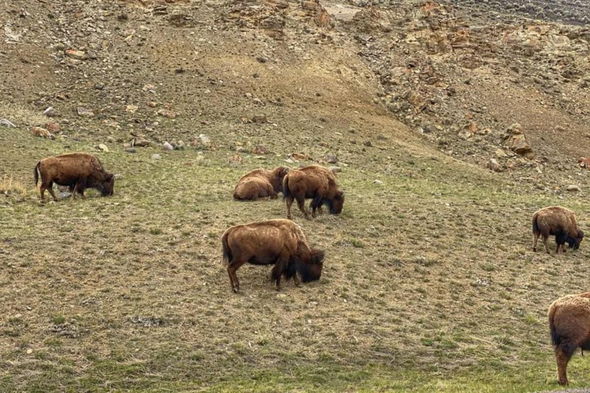 a herd of buffalo grazing in a field on a hill