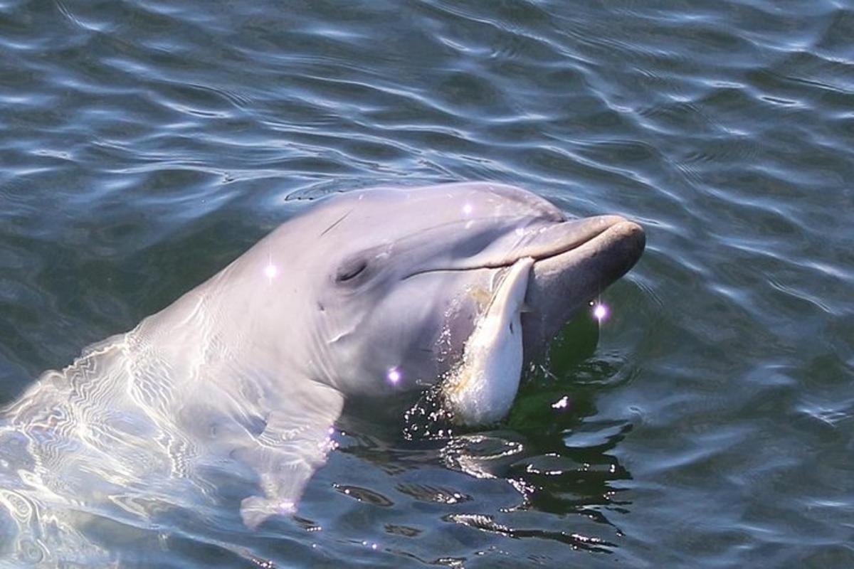 a dolphin in the water with its mouth open