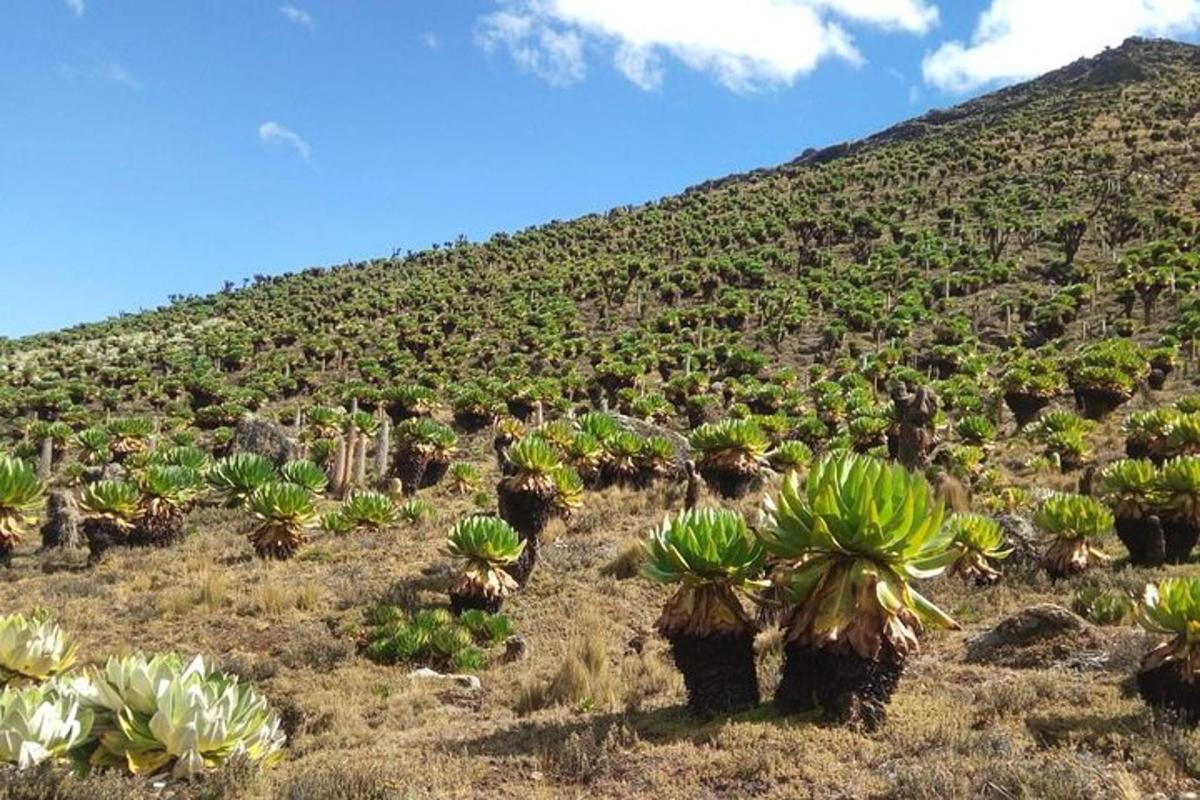 un gruppo di cactus sul fianco di una montagna