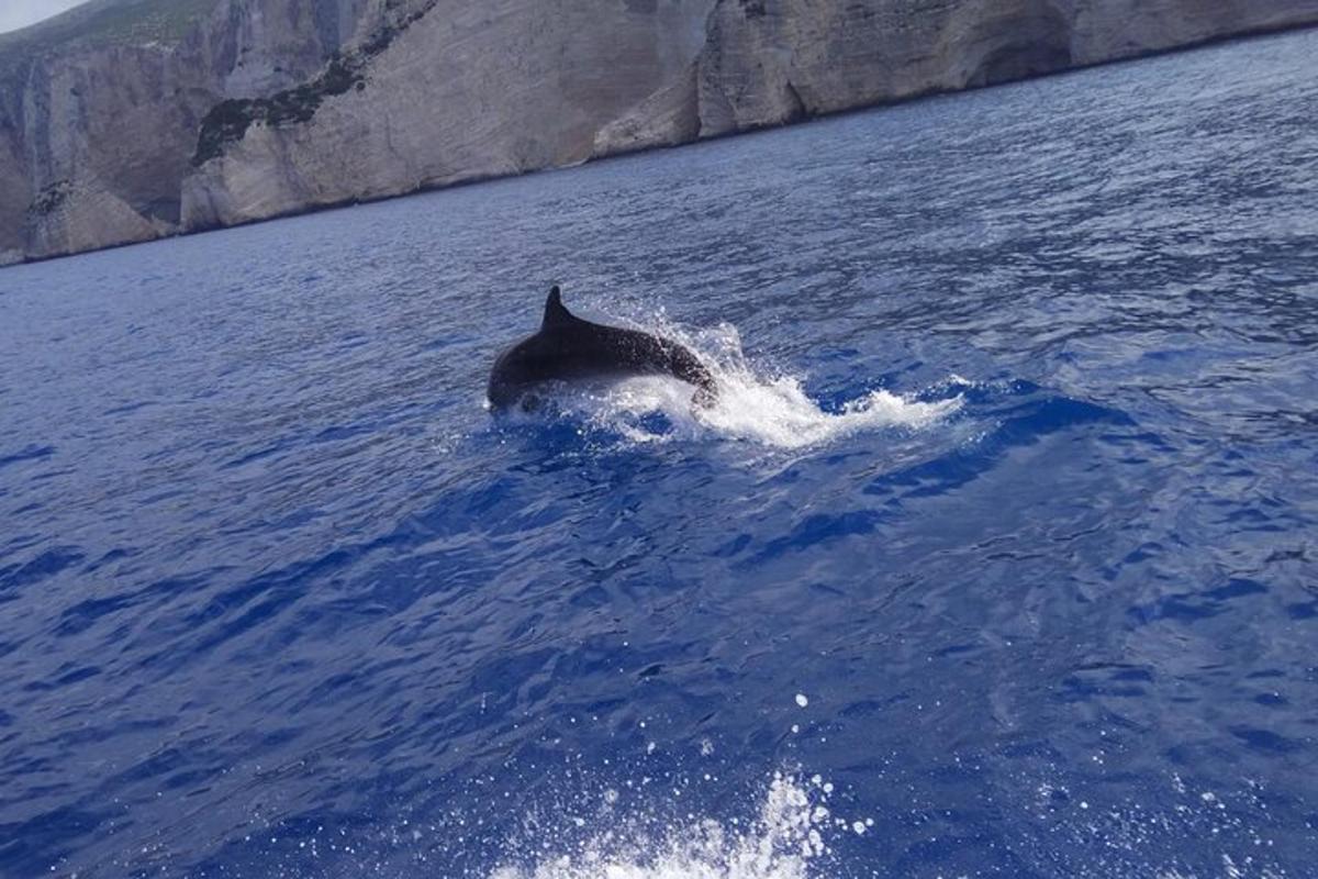 a dolphin swimming in the water in the ocean