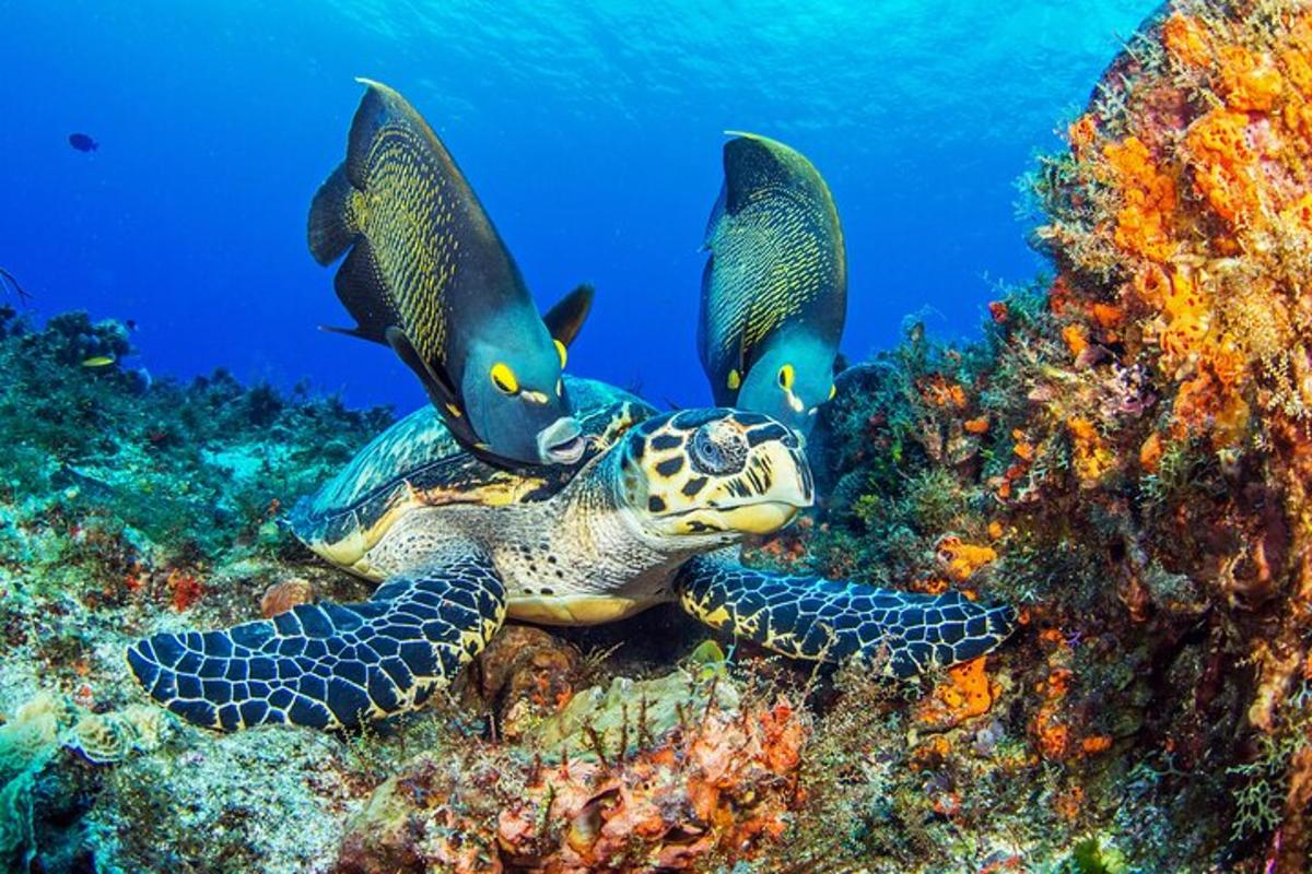 seekor penyu hijau dengan dua ekor ikan di atasnya