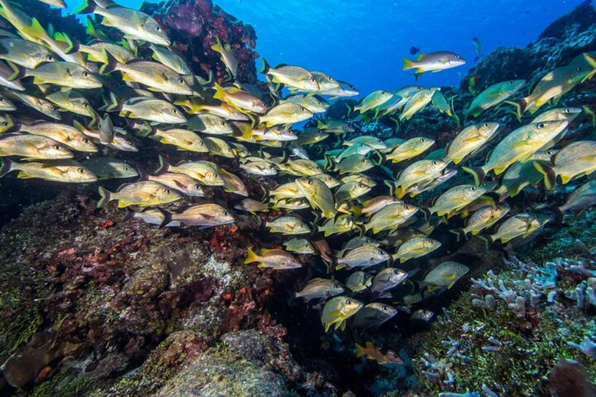 sekumpulan besar ikan di atas terumbu