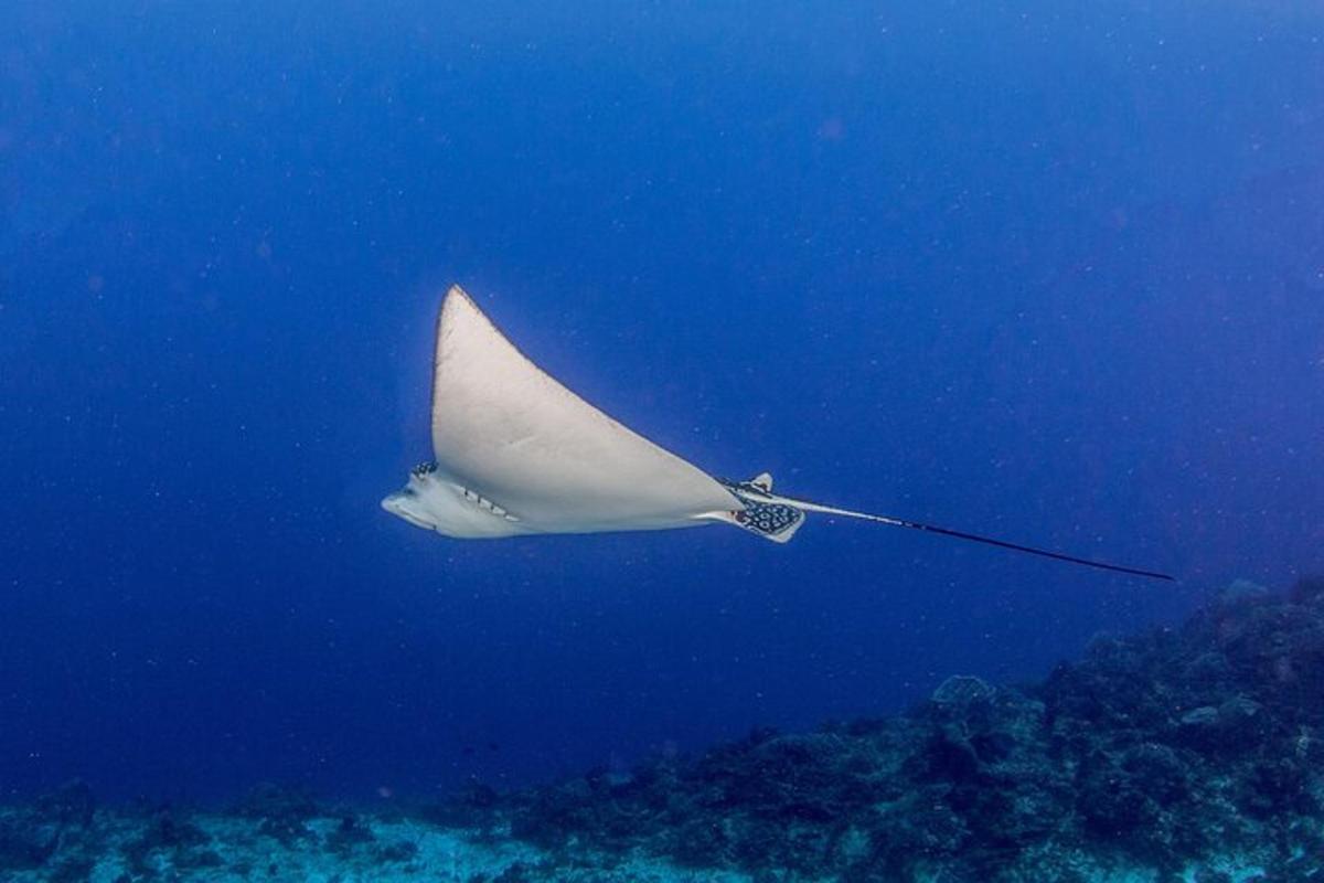 ikan pari putih besar terbang di atas lautan