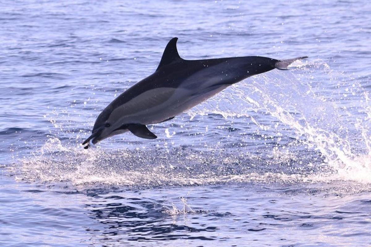 en delfin som hopper ut av vannet