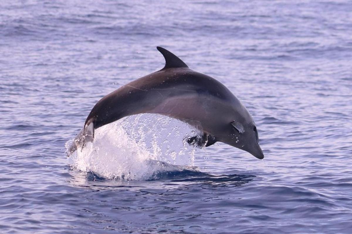 seekor ikan lumba-lumba melompat keluar dari air