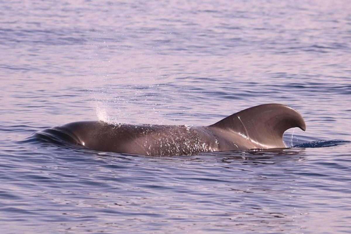 un delfín nadando en un cuerpo de agua